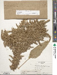 Amaranthus cruentus image