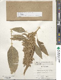 Amaranthus cruentus image