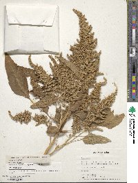 Amaranthus cruentus image