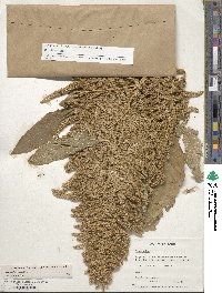 Amaranthus cruentus image