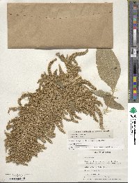 Amaranthus cruentus image