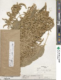 Amaranthus cruentus image