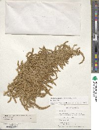 Amaranthus cruentus image