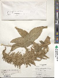 Amaranthus cruentus image