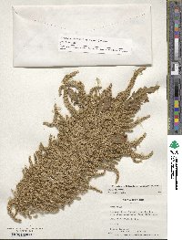 Amaranthus cruentus image