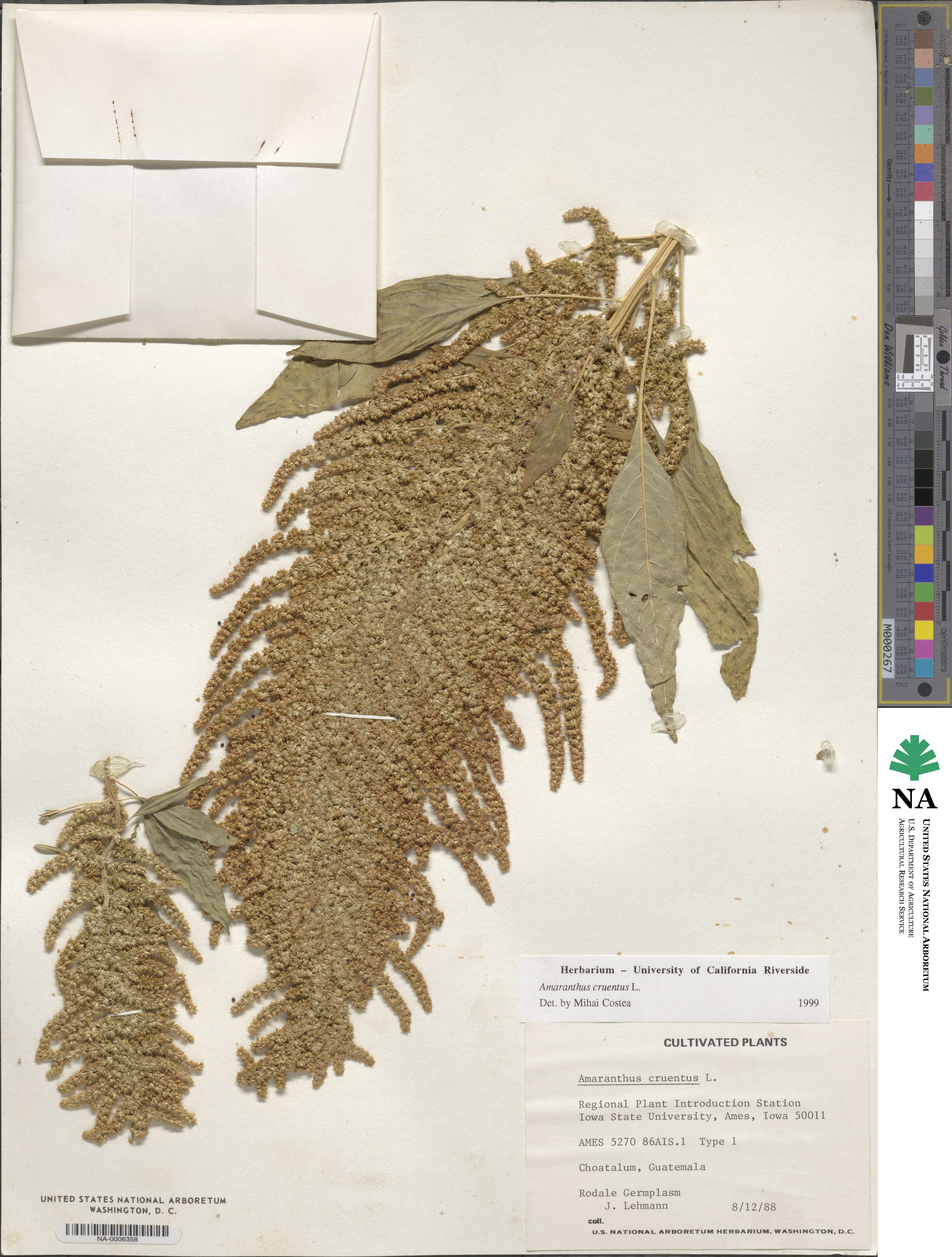 Amaranthus cruentus image