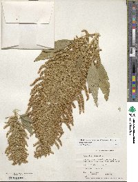 Amaranthus cruentus image