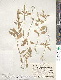 Amaranthus cruentus image