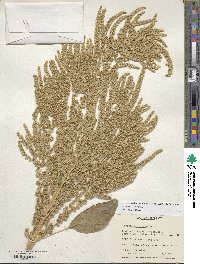 Amaranthus cruentus image