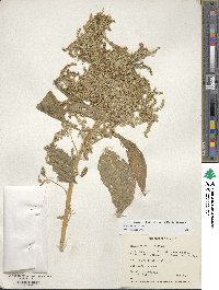 Amaranthus cruentus image