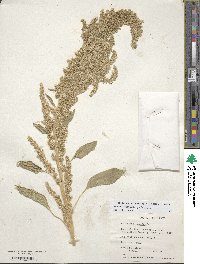 Amaranthus hybridus image