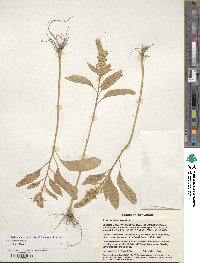 Amaranthus cruentus image