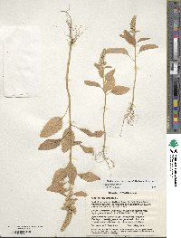 Amaranthus cruentus image