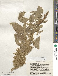 Amaranthus cruentus image