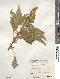 Amaranthus cruentus image