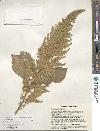 Amaranthus cruentus image