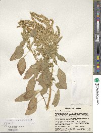 Amaranthus cruentus image