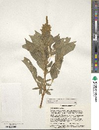 Amaranthus cruentus image