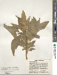 Amaranthus cruentus image