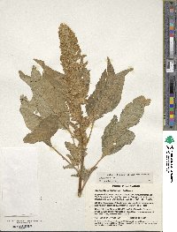 Amaranthus cruentus image