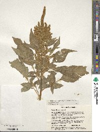 Amaranthus cruentus image