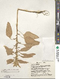 Amaranthus cruentus image