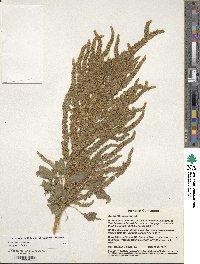 Amaranthus cruentus image