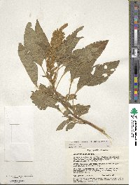 Amaranthus cruentus image