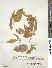 Amaranthus cruentus image