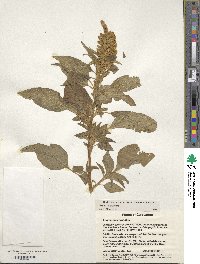 Amaranthus cruentus image