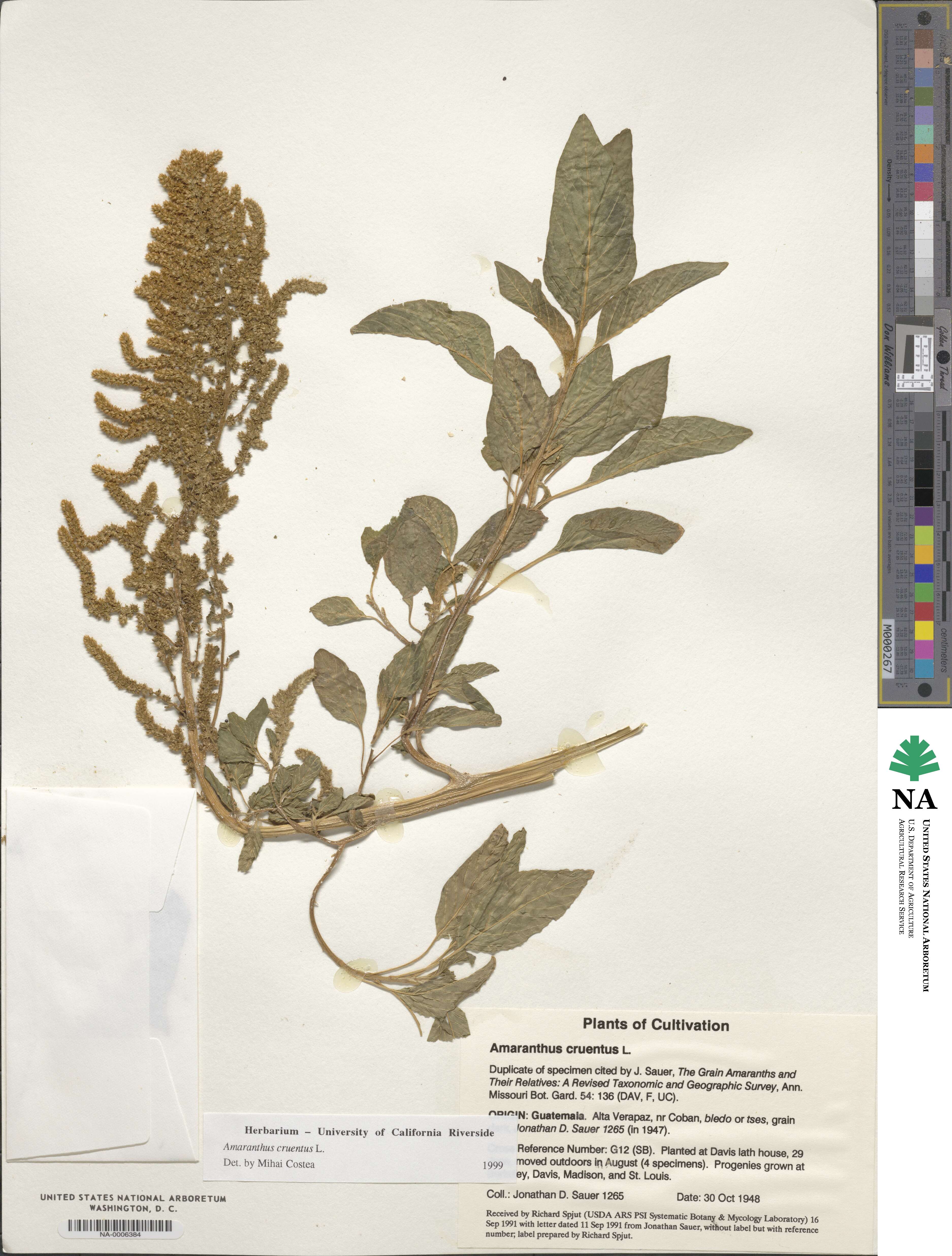 Amaranthus cruentus image