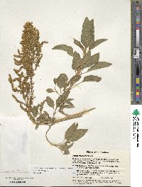 Amaranthus cruentus image