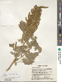 Amaranthus cruentus image