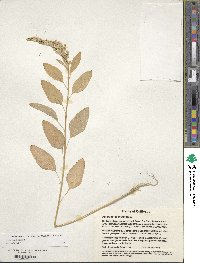 Amaranthus cruentus image