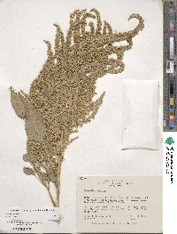 Amaranthus cruentus image