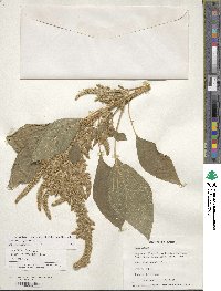 Amaranthus hypochondriacus image