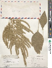 Amaranthus hypochondriacus image