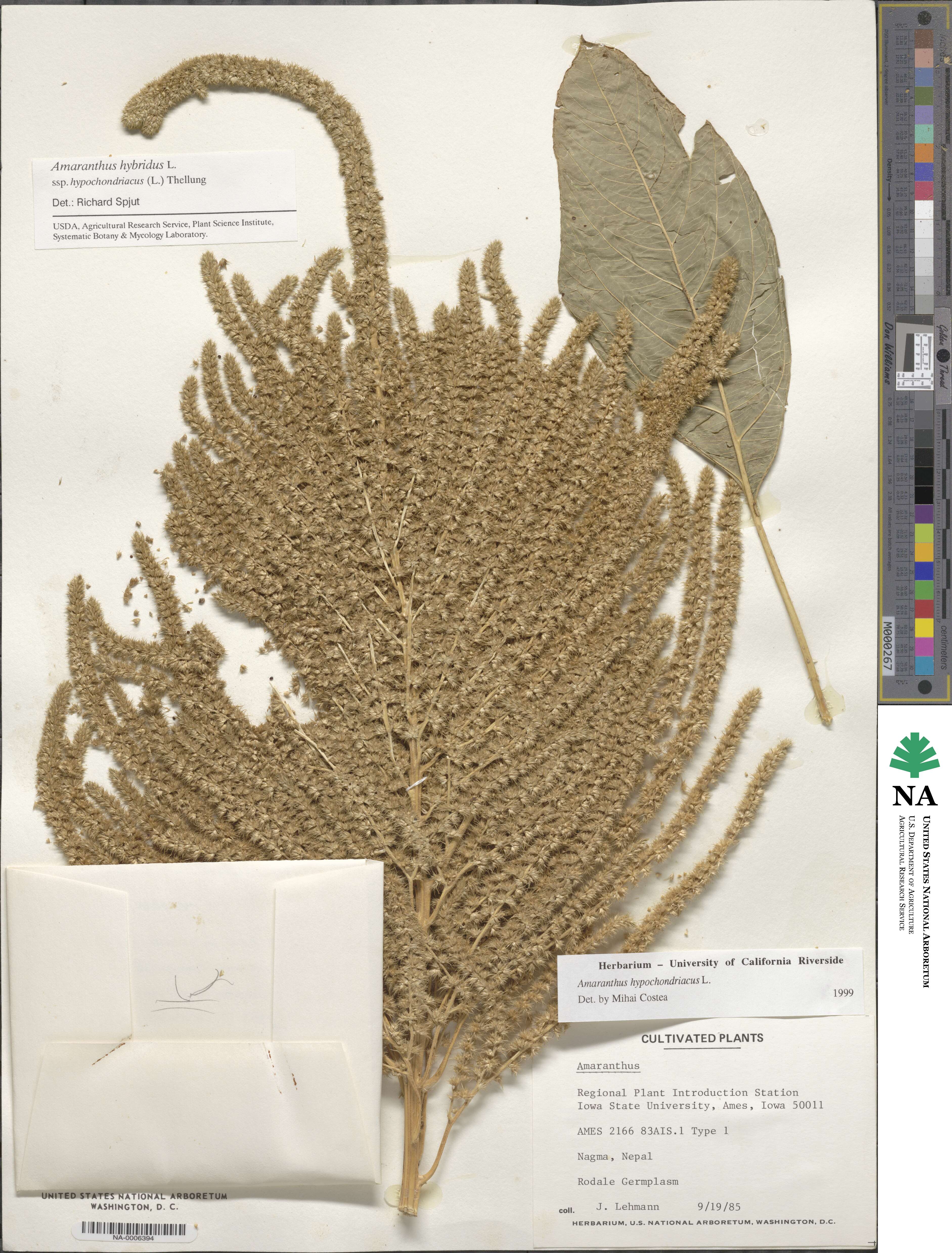 Amaranthus hypochondriacus image