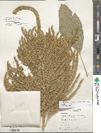 Amaranthus hypochondriacus image