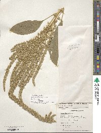 Amaranthus hypochondriacus image