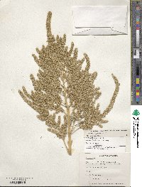 Amaranthus hypochondriacus image