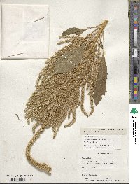 Amaranthus hypochondriacus image