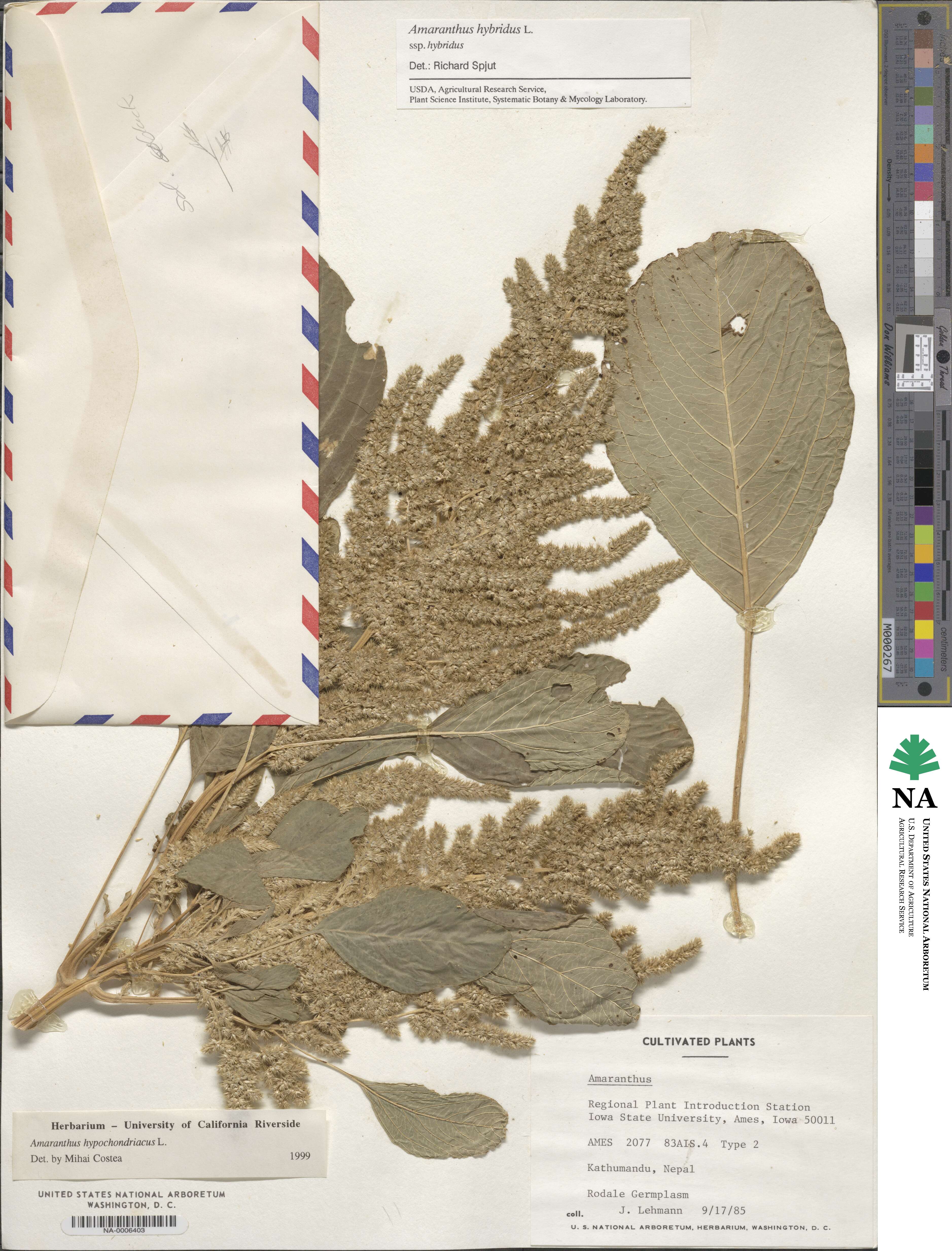 Amaranthus hypochondriacus image