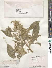 Amaranthus caudatus image