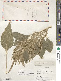 Amaranthus hypochondriacus image