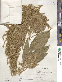 Amaranthus hybridus image