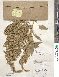 Amaranthus hypochondriacus image