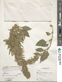 Amaranthus hybridus image