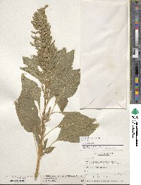 Amaranthus hybridus image