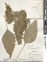 Amaranthus hybridus image